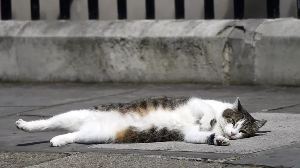 La chat de Downing : Larry
