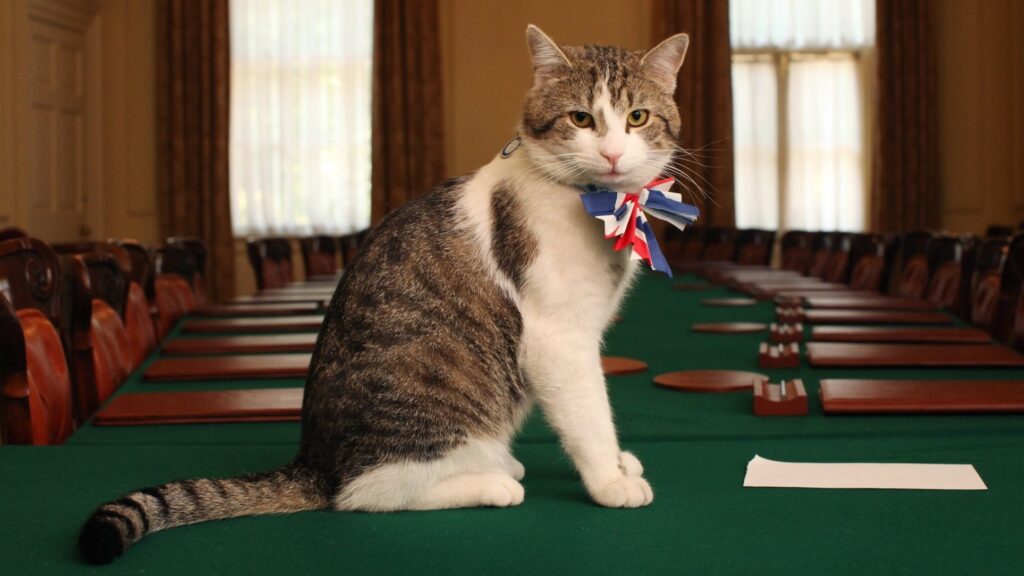 la chat de Downing : Larry le chat de Downing Street