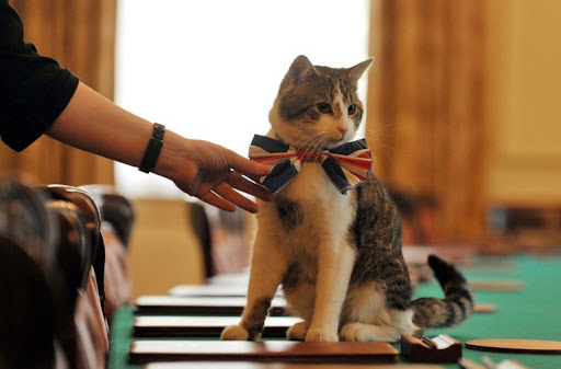 le chat de Downing : souriciers en chefs.
