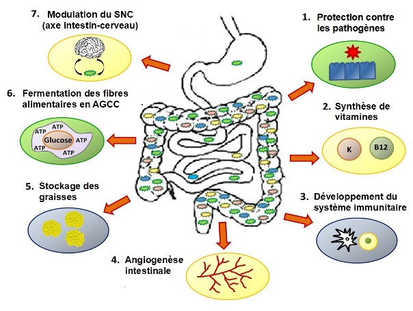 Bilan microbiote intestinal