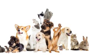 Les anglais aiment les animaux de compagnie